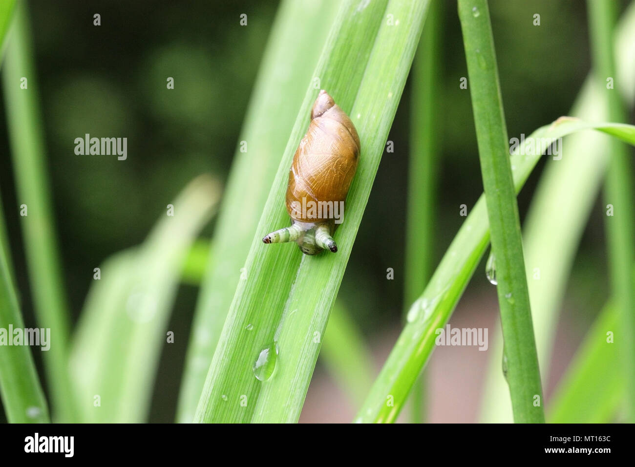 Snail on a green leaf of a Hemerocallis after a rain horizontally ...