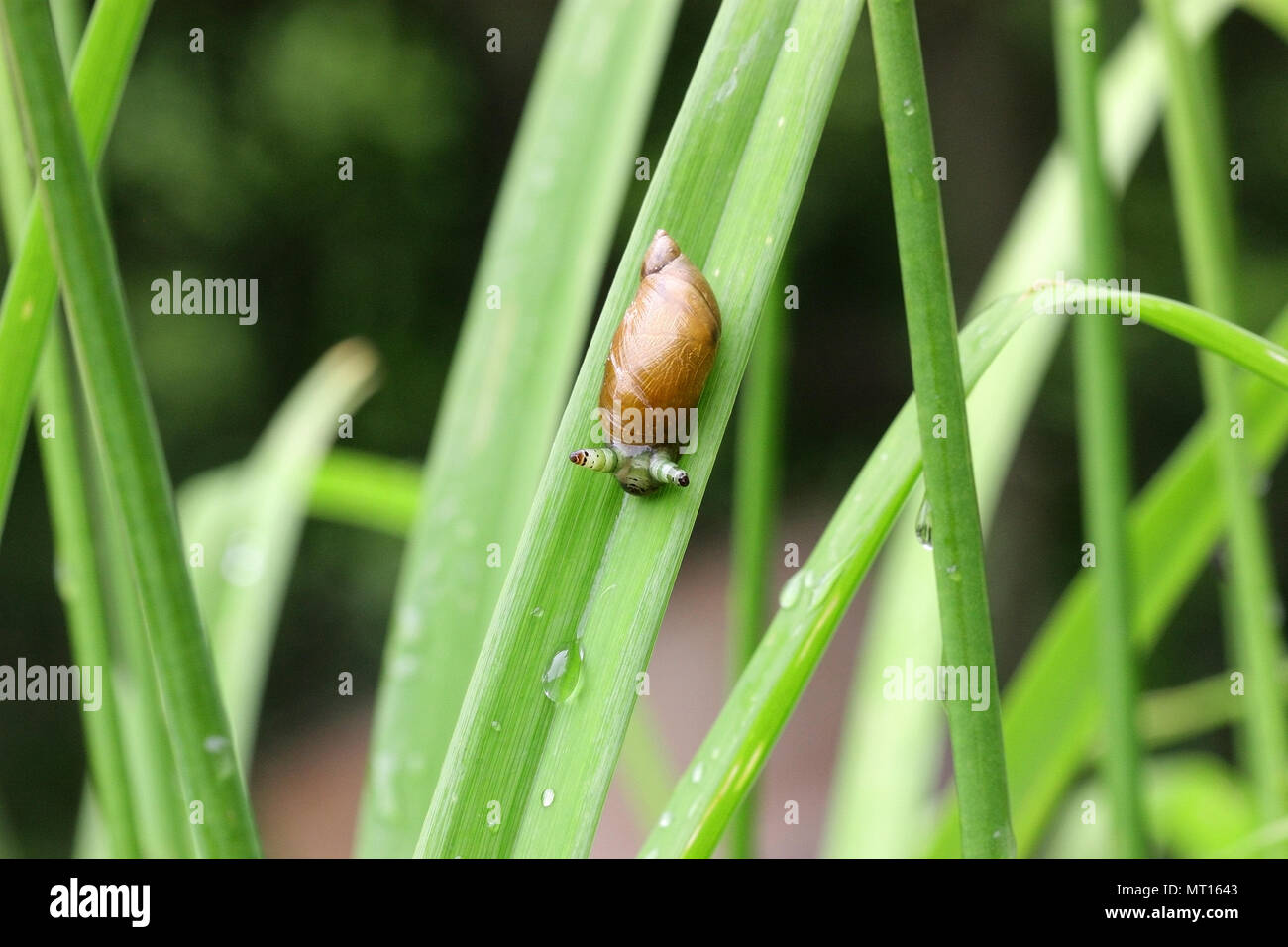 Snail on a green leaf of a Hemerocallis after a rain horizontally ...