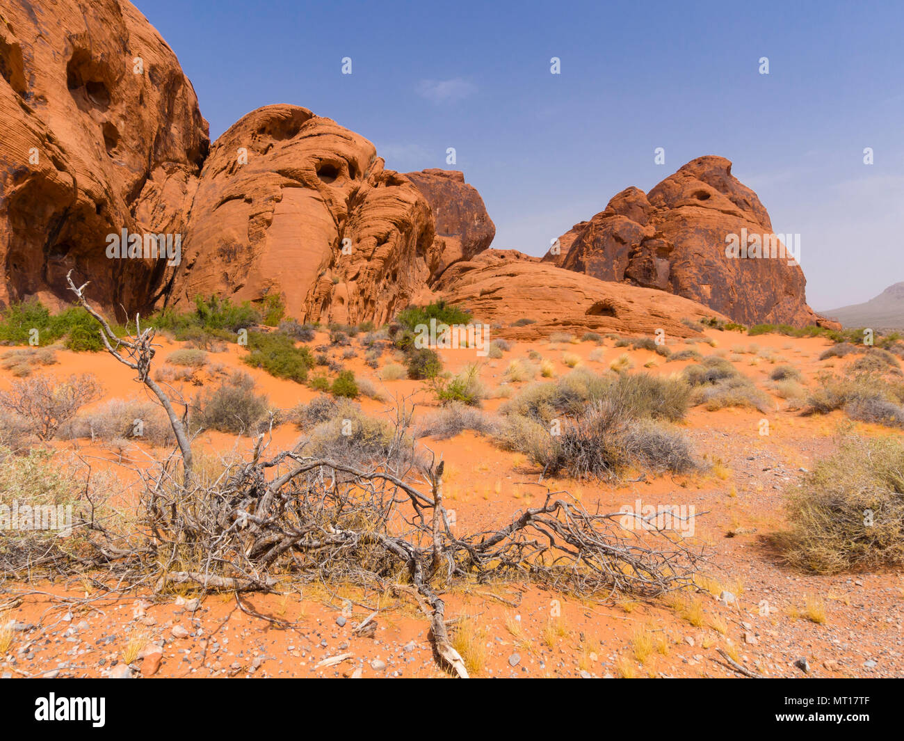 Red sandstone rock formations and desert plants at the Valley of Fire State Park (Nevada, USA). Stock Photo
