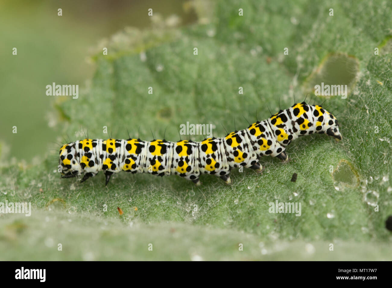 Mullein moth larva or caterpillar (Cucullia verbasci) feeding on mullein  leaves at Denbies Hillside, Surrey, UK Stock Photo