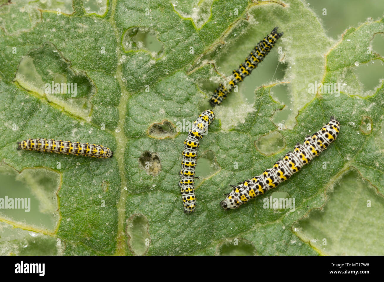 Mullein moth larvae or caterpillars (Cucullia verbasci) feeding on mullein  leaves at Denbies Hillside, Surrey, UK Stock Photo