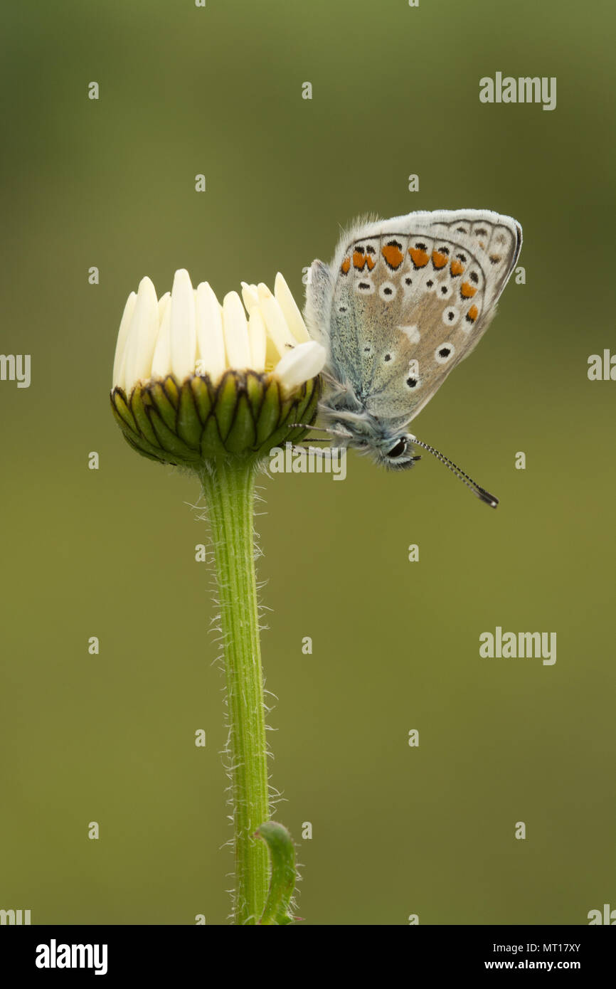 Common blue butterfly (Polyommatus Icarus) resting with closed wings on an ox-eye daisy at Denbies Hillside in Surrey, UK Stock Photo