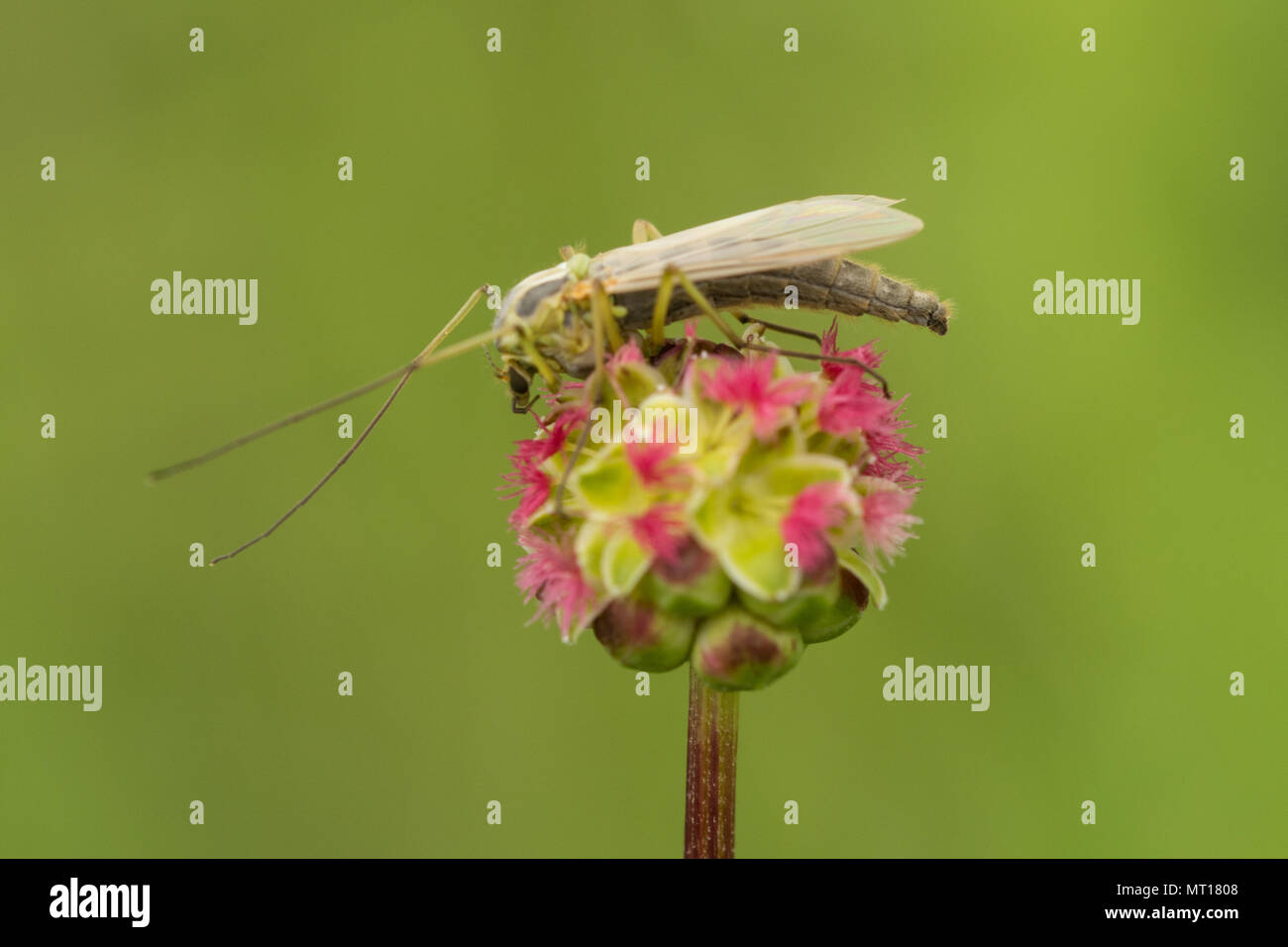 Close-up of a non-biting midge (Chironomidae family) on a salad burnet wildflower in Surrey, UK Stock Photo