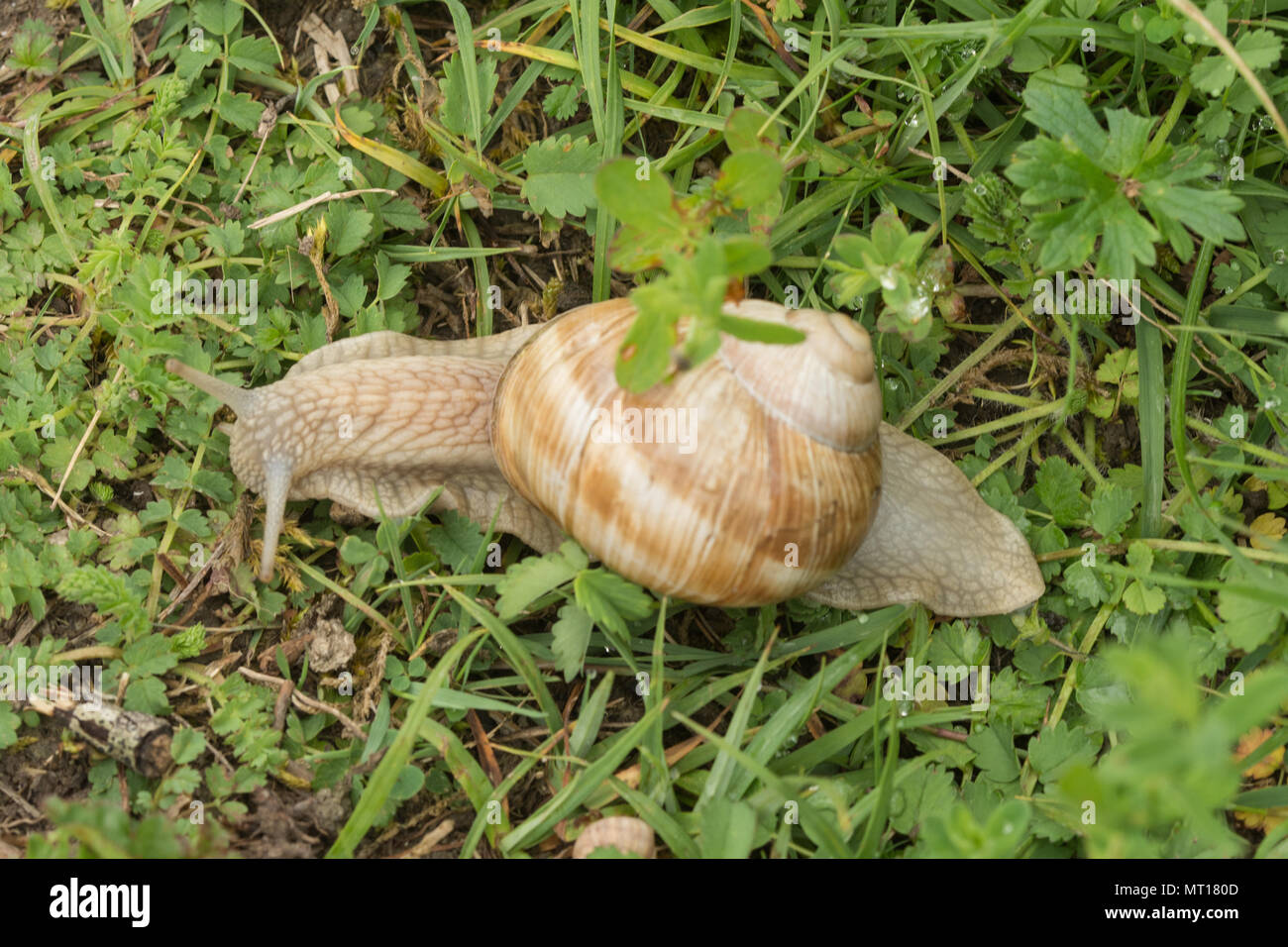 Roman snail (Helix pomatia), also known as Burgundy or edible snail in