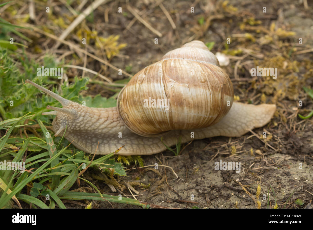 Roman snail hires stock photography and images Alamy
