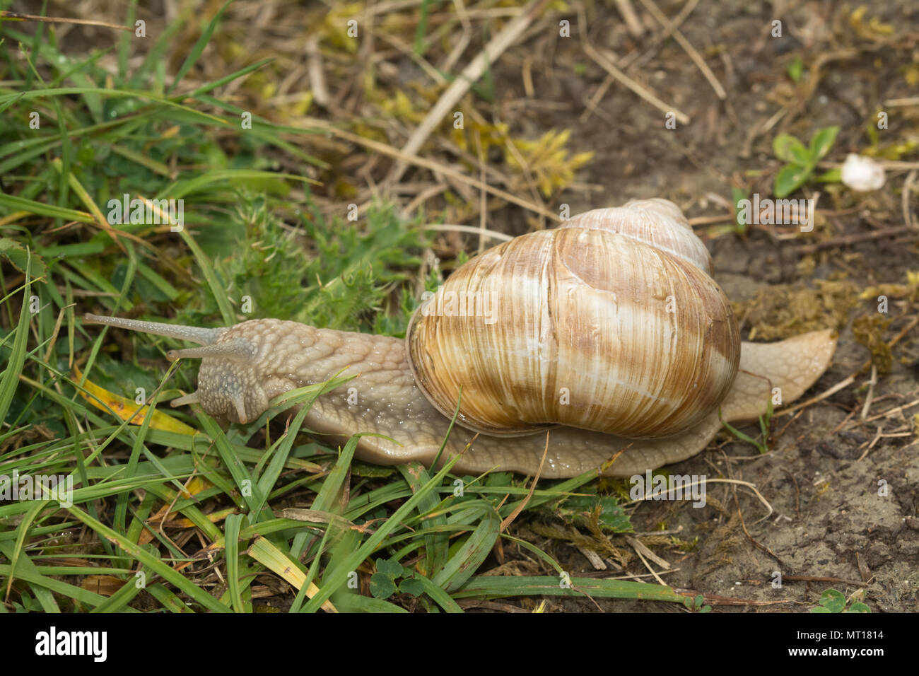 Common snail uk hires stock photography and images Alamy