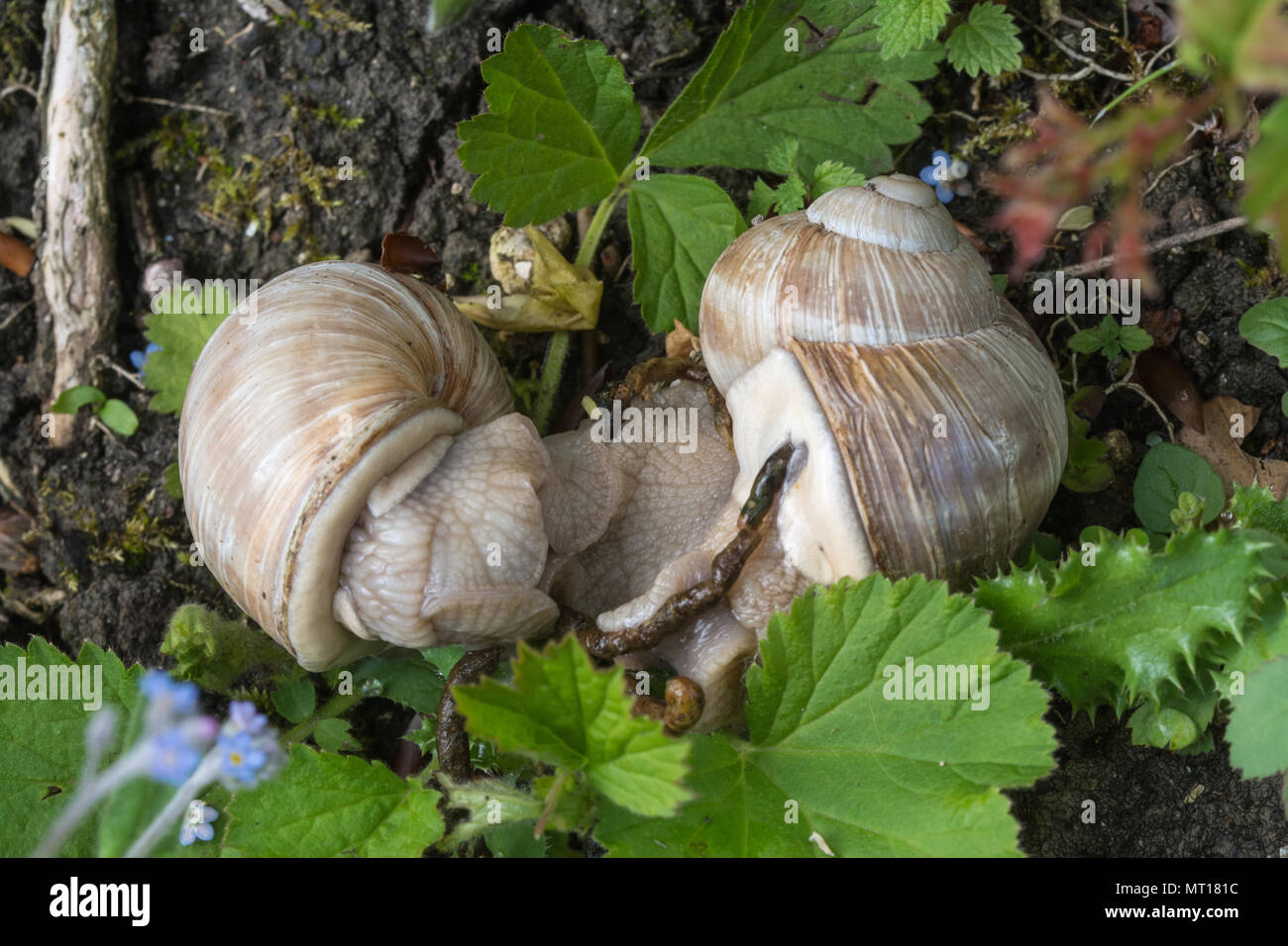 Mating pair of Roman snails (Helix pomatia), also known as Burgundy or