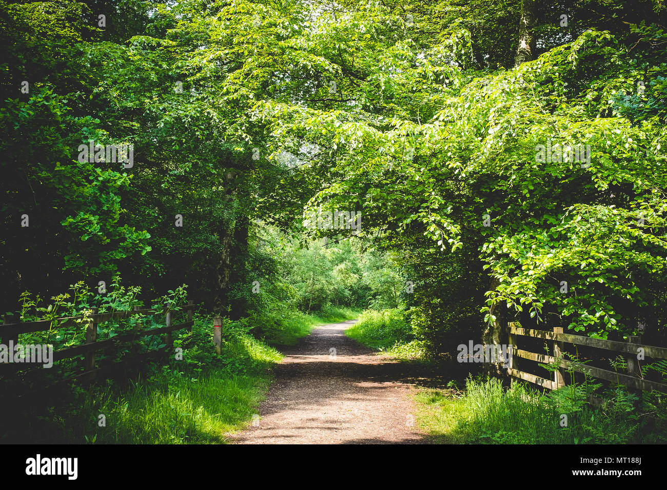 Beautiful woodland in spring. Penn Woods, Buckinghamshire, England