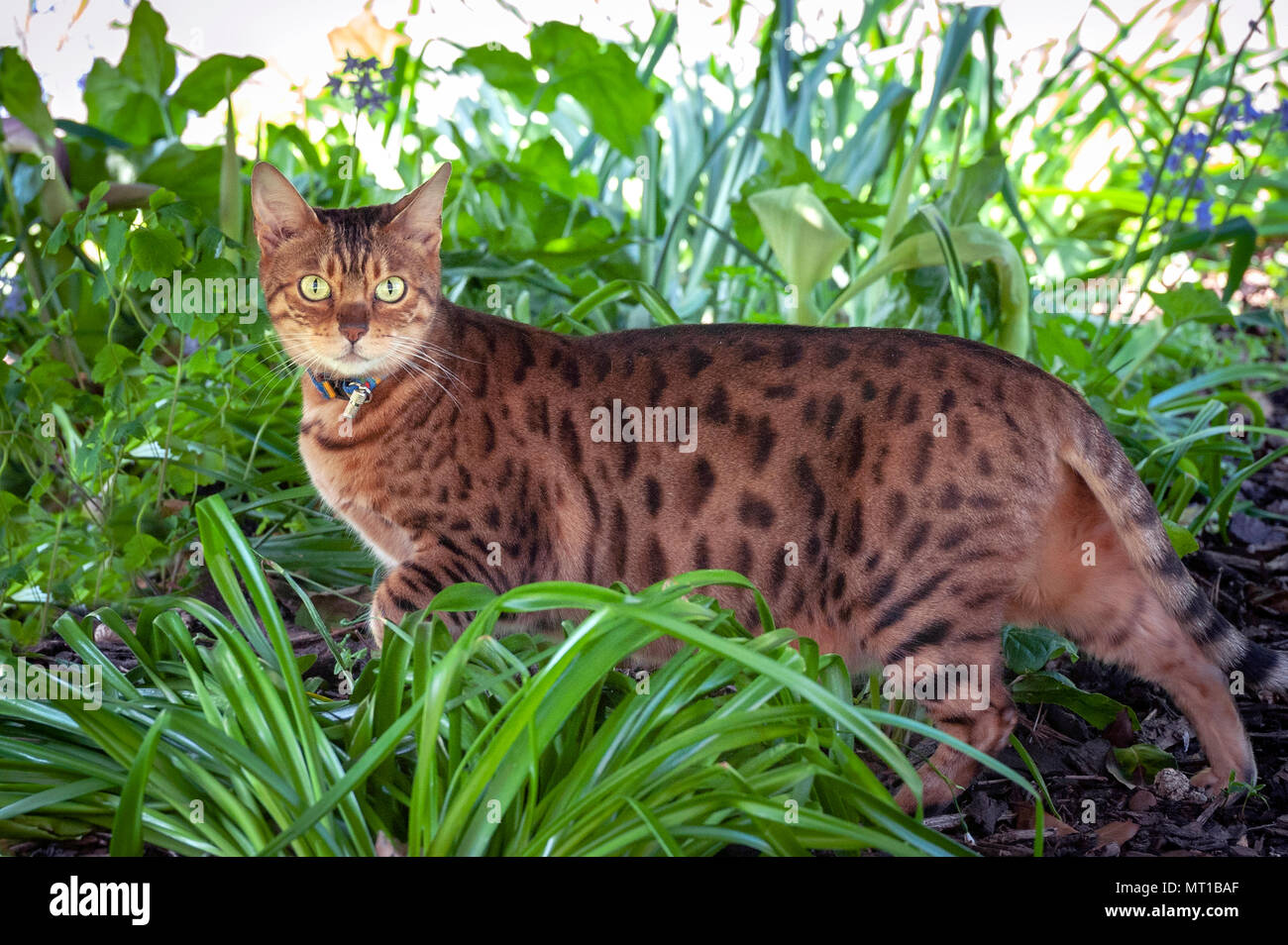 Female Bengal cross cat in undergrowth Stock Photo Alamy