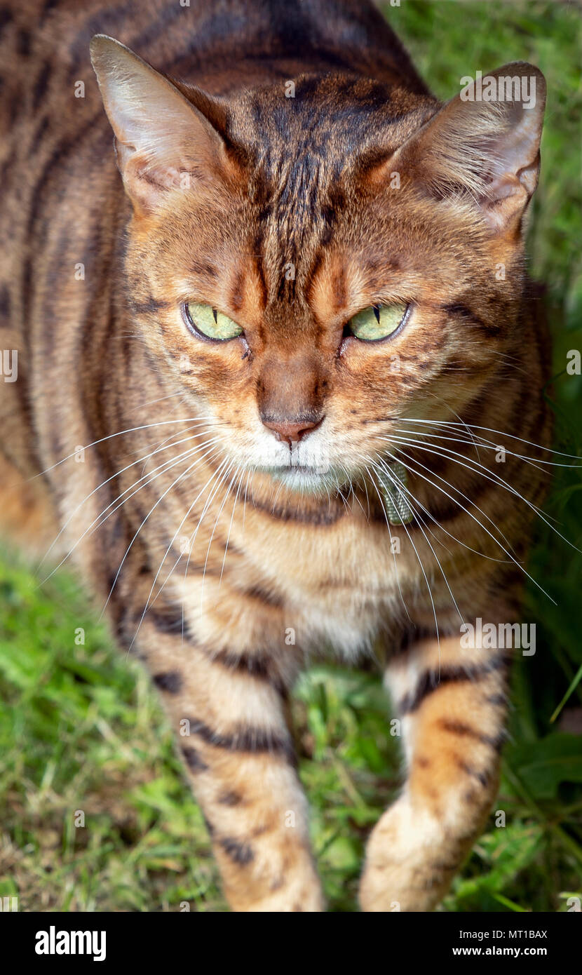 Female Bengal cross cat looking towards camera Stock Photo Alamy