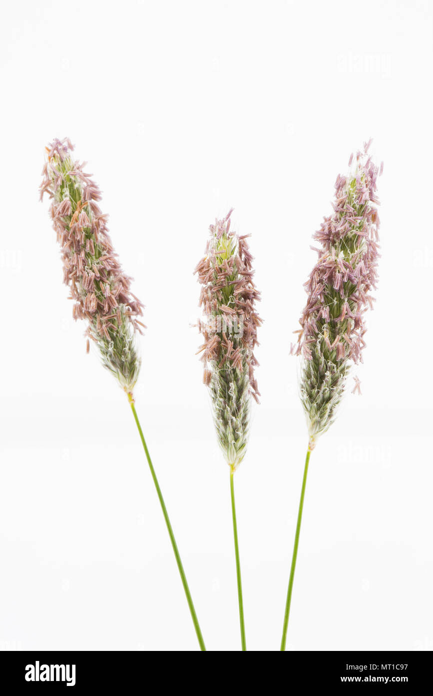 Flowering meadow foxtail Alopecurus pratensis, family Poaceae, found in a field in North Dorset and photographed in a studio. North Dorset England UK Stock Photo
