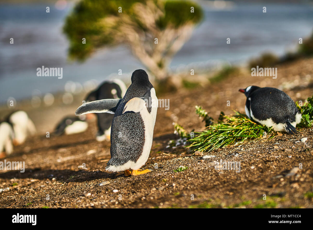The colony of penguins on the island in the Beagle Canal. Argentine Patagonia. Ushuaia Stock Photo