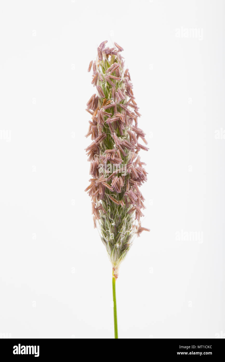 Flowering meadow foxtail Alopecurus pratensis, family Poaceae, found in a field in North Dorset and photographed in a studio. North Dorset England UK Stock Photo