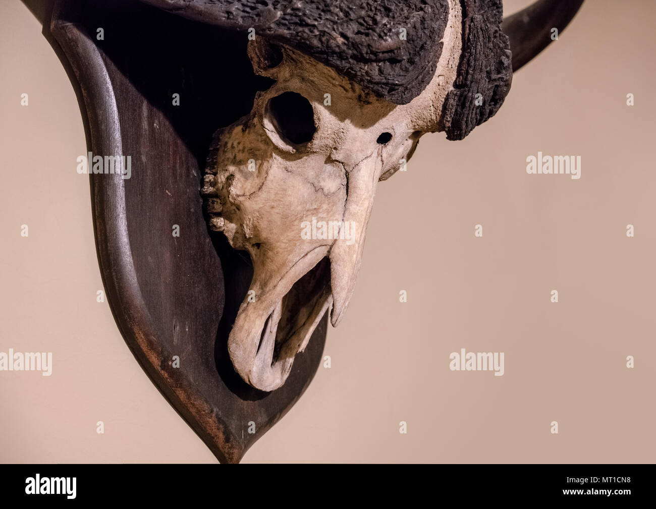 Buffalo skull mounted on wall looking like halloween mask Stock Photo
