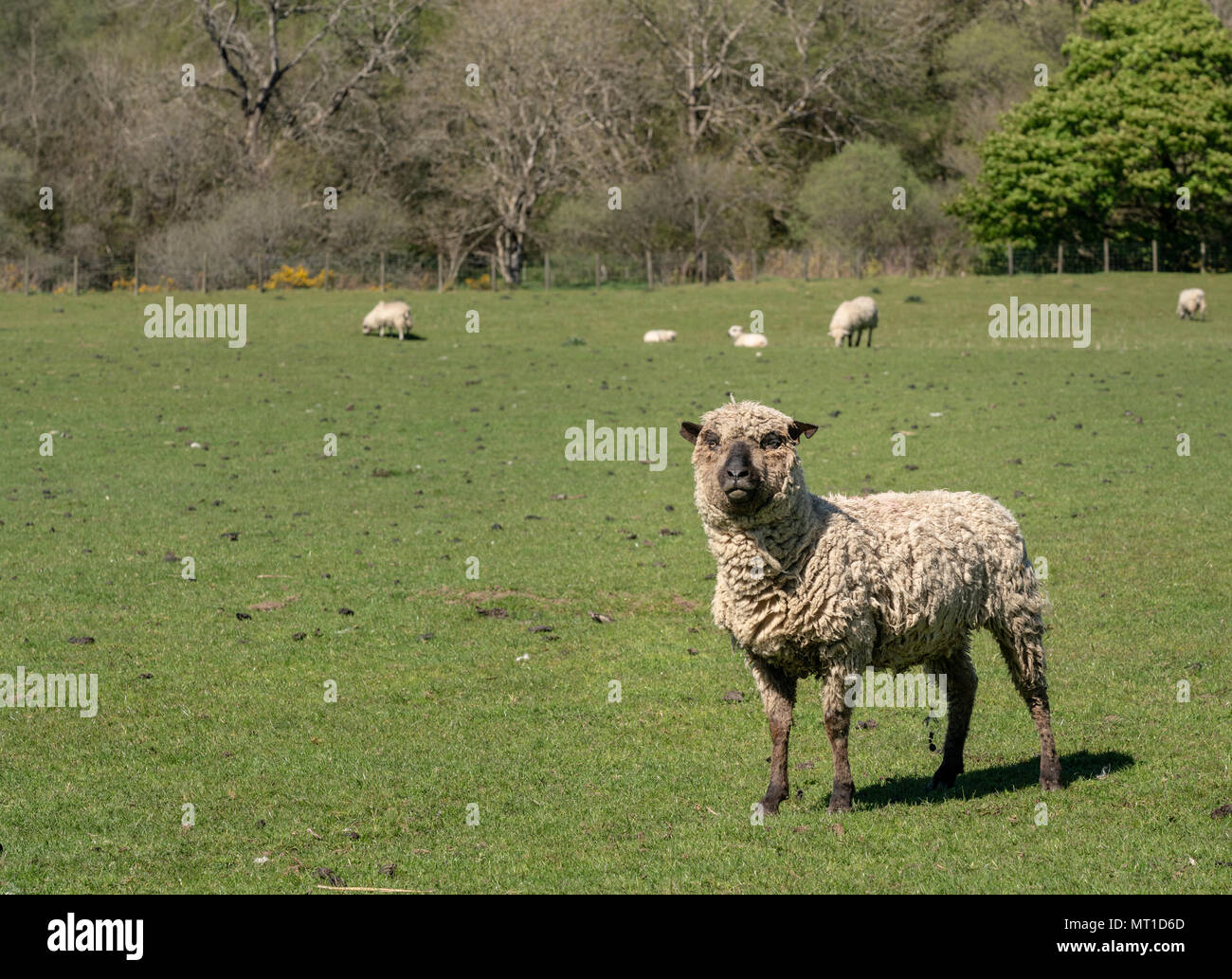Annoyed or cross Shropshire sheep in meadow Stock Photo