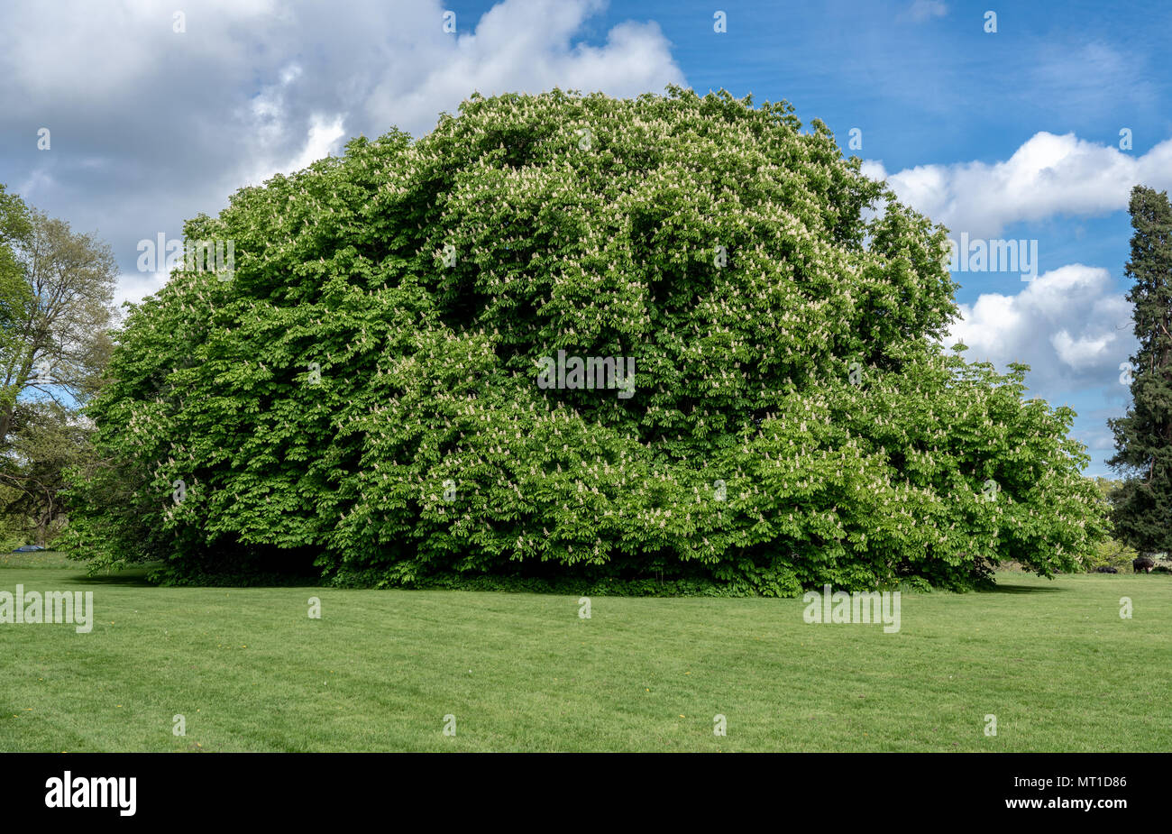 Beautiful horse chestnut tree hi-res stock photography and images - Alamy