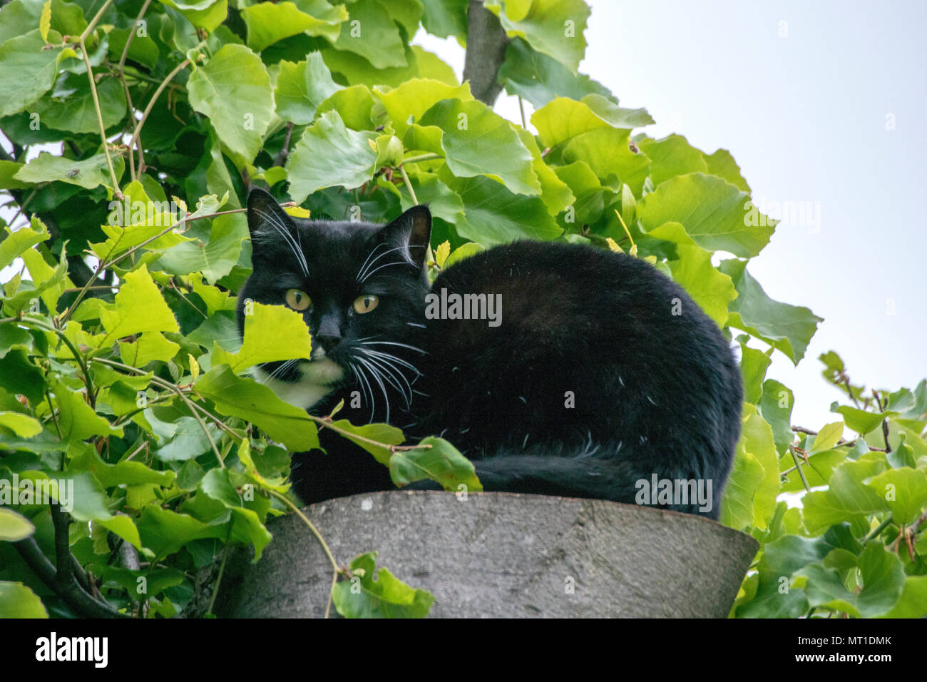 Black And White Cat Tree Trunk High Resolution Stock Photography and
