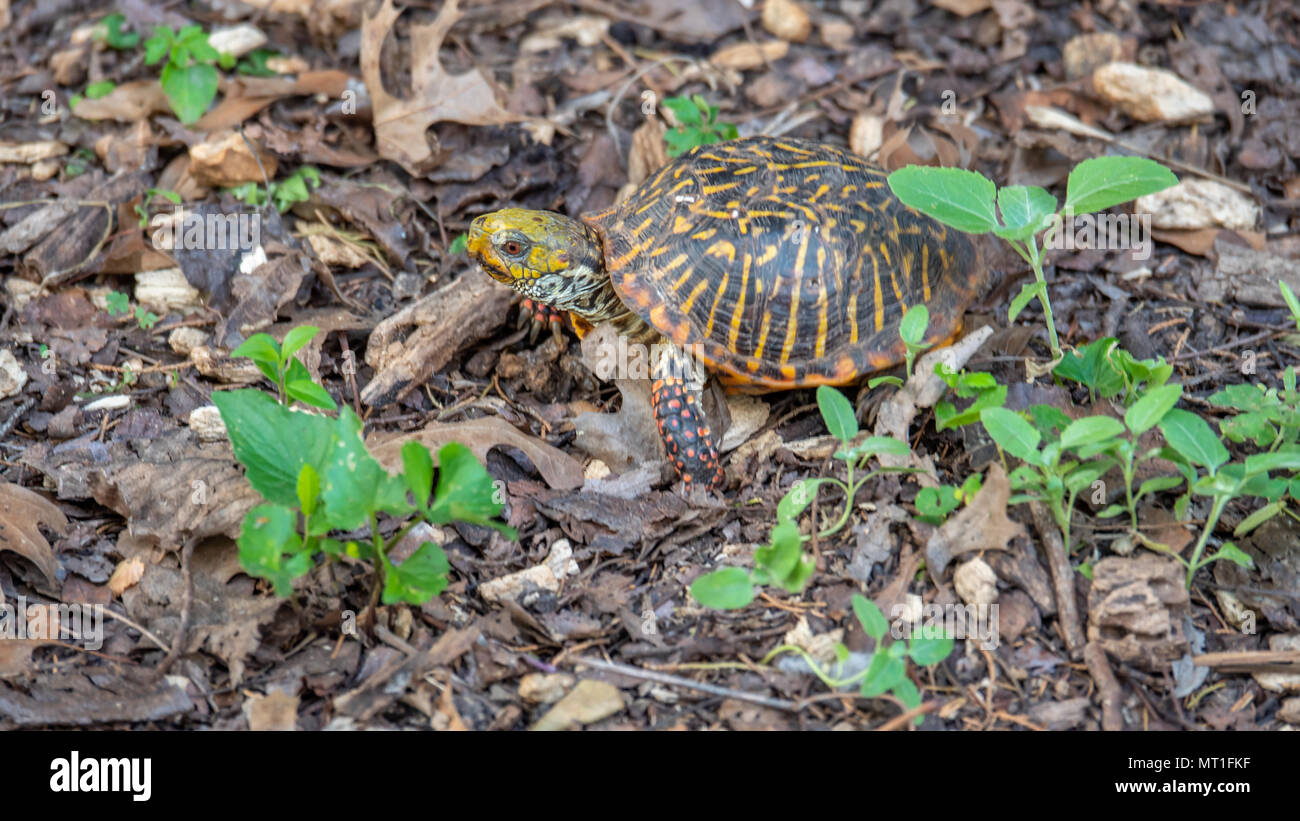 Box Turtle Walking Through Plants Stock Photo