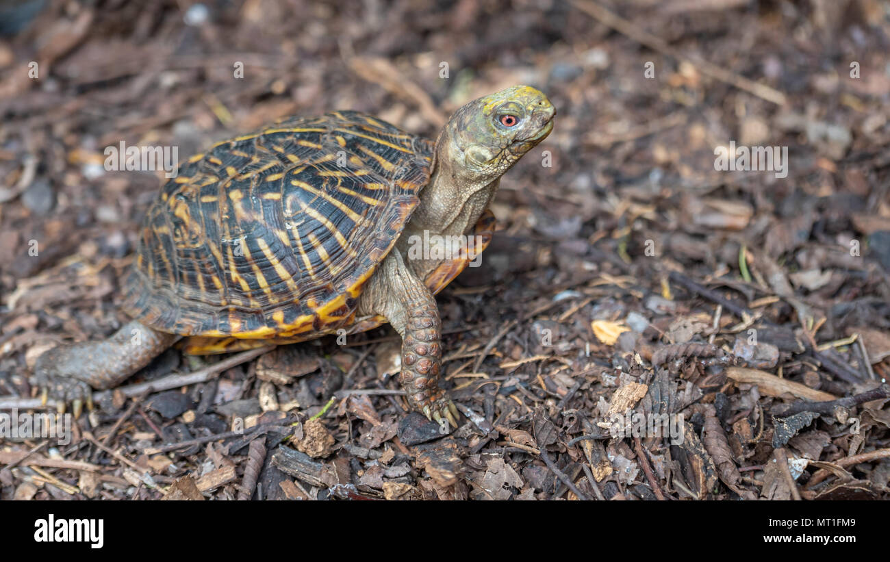 Box Turtle Standing Straight and Looking Forward Stock Photo