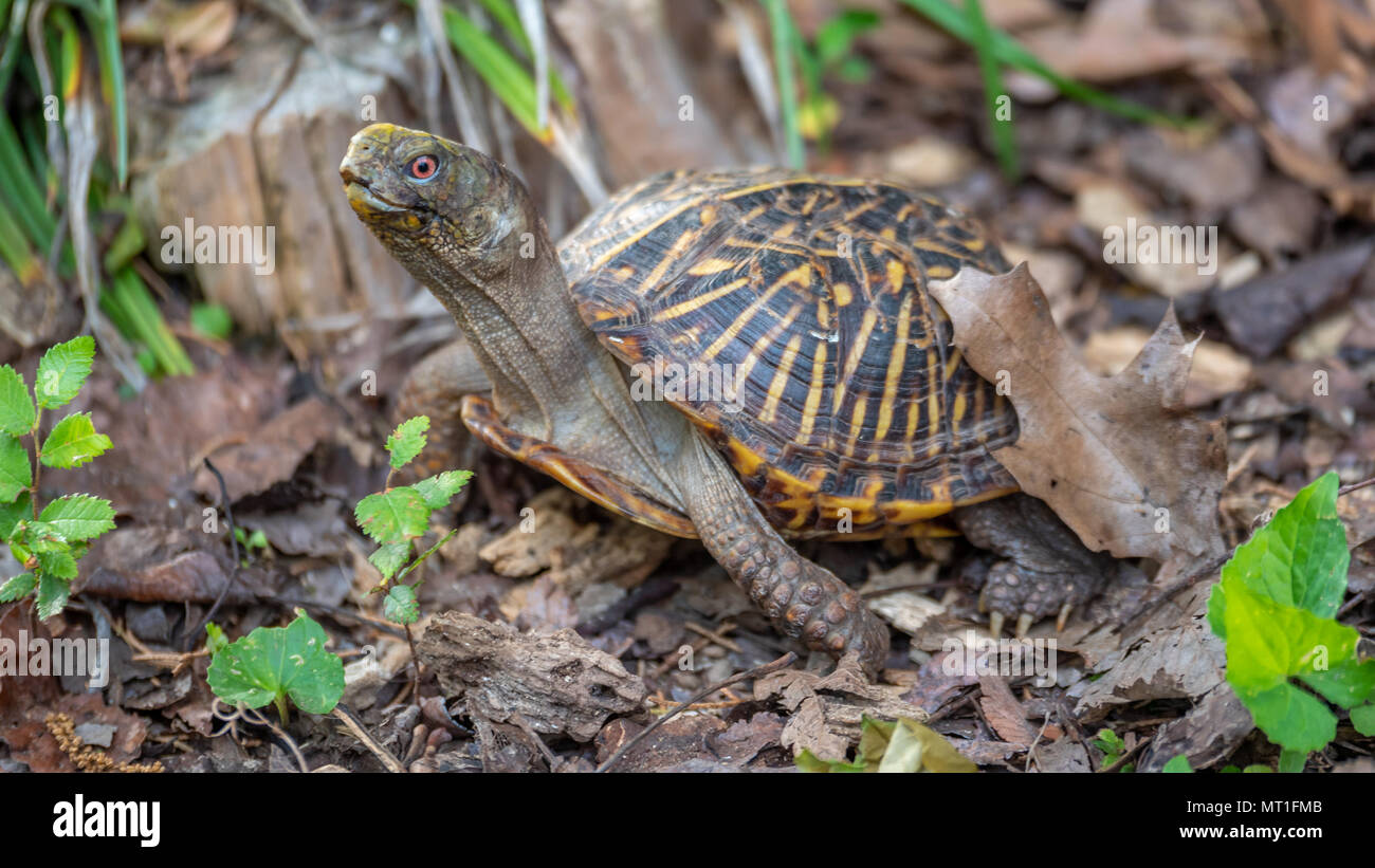 Turtle Extending Neck and Walking Through Dry Leafs Stock Photo