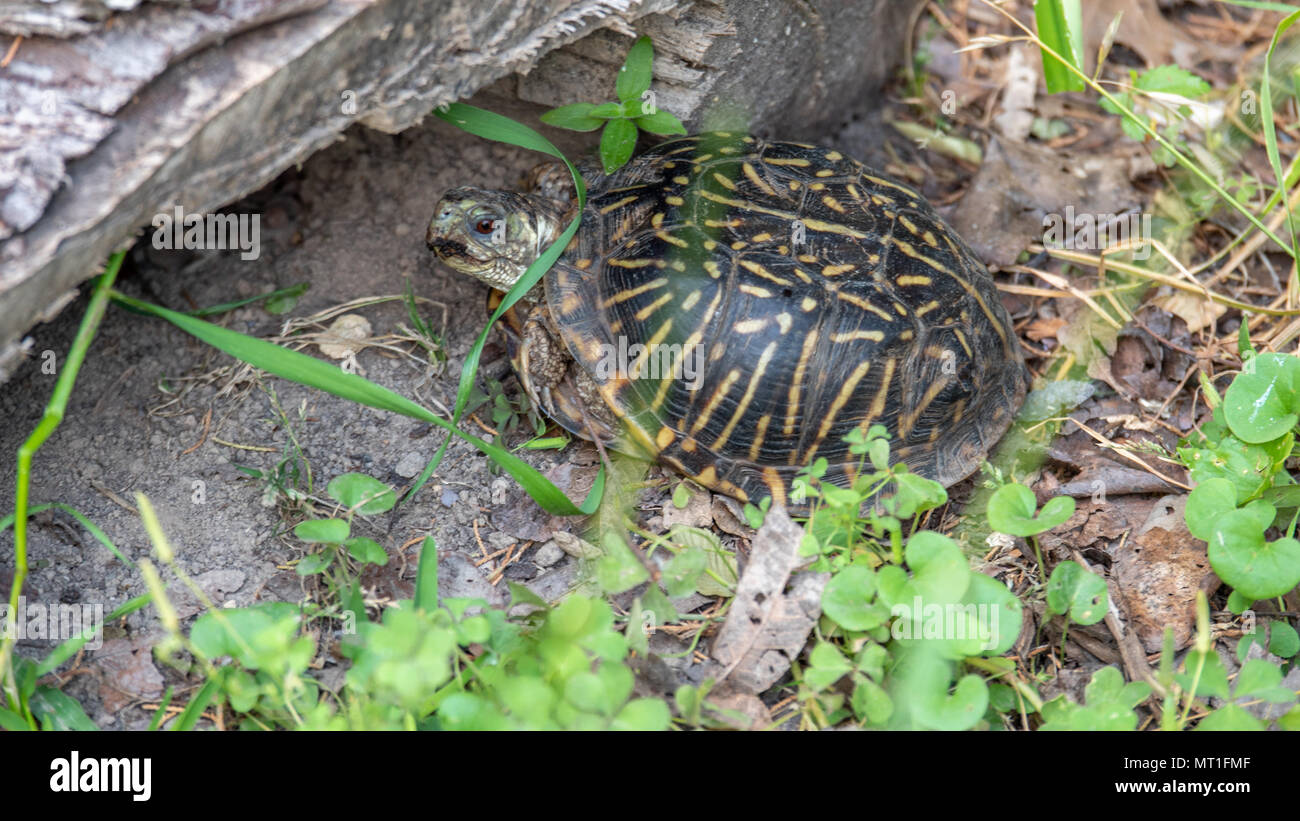 Small Turtle Hidden Under Wood and Looking at the Camera Stock Photo