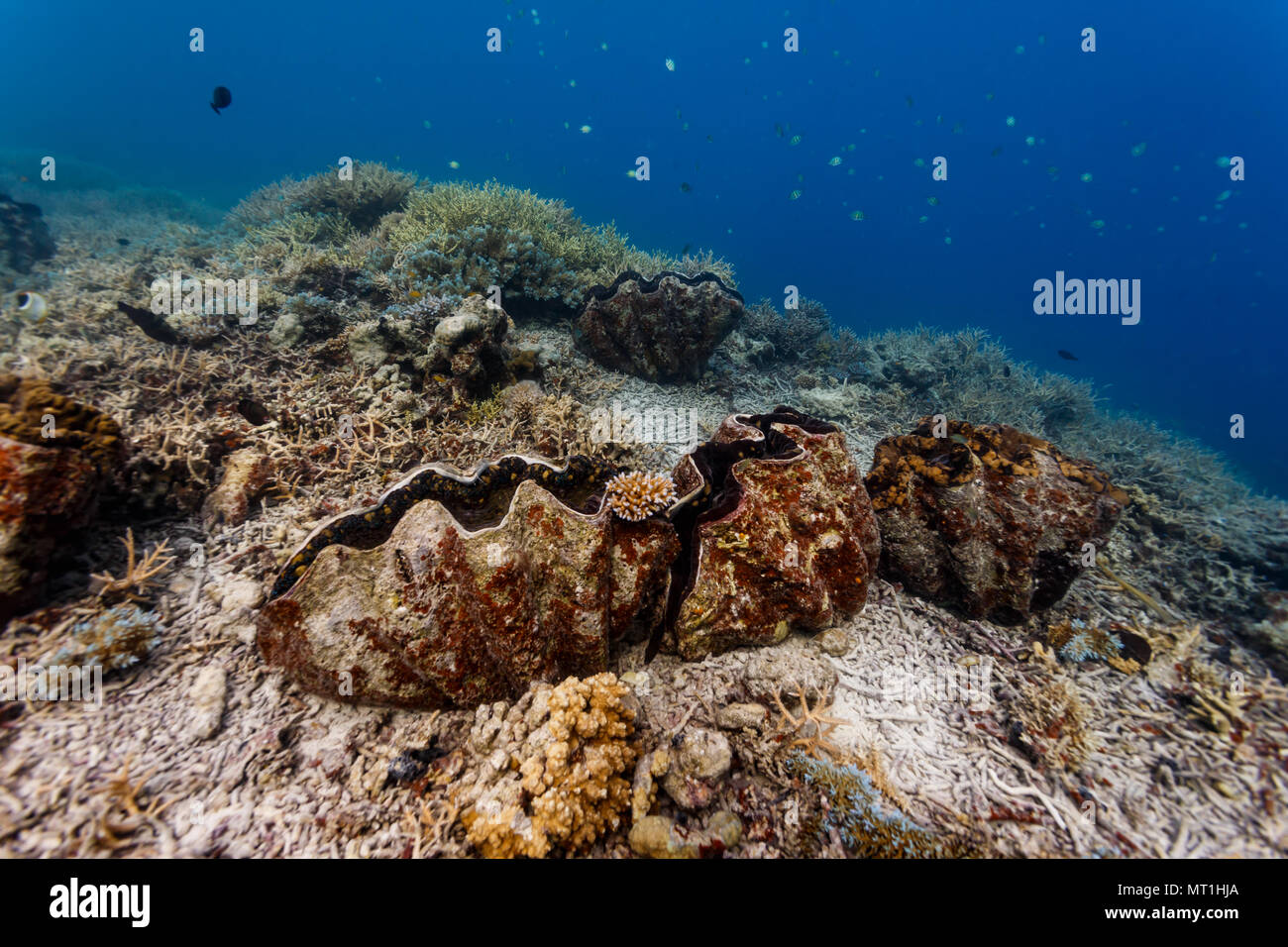 Closeup of closed and open giant clams on coral reef Stock Photo