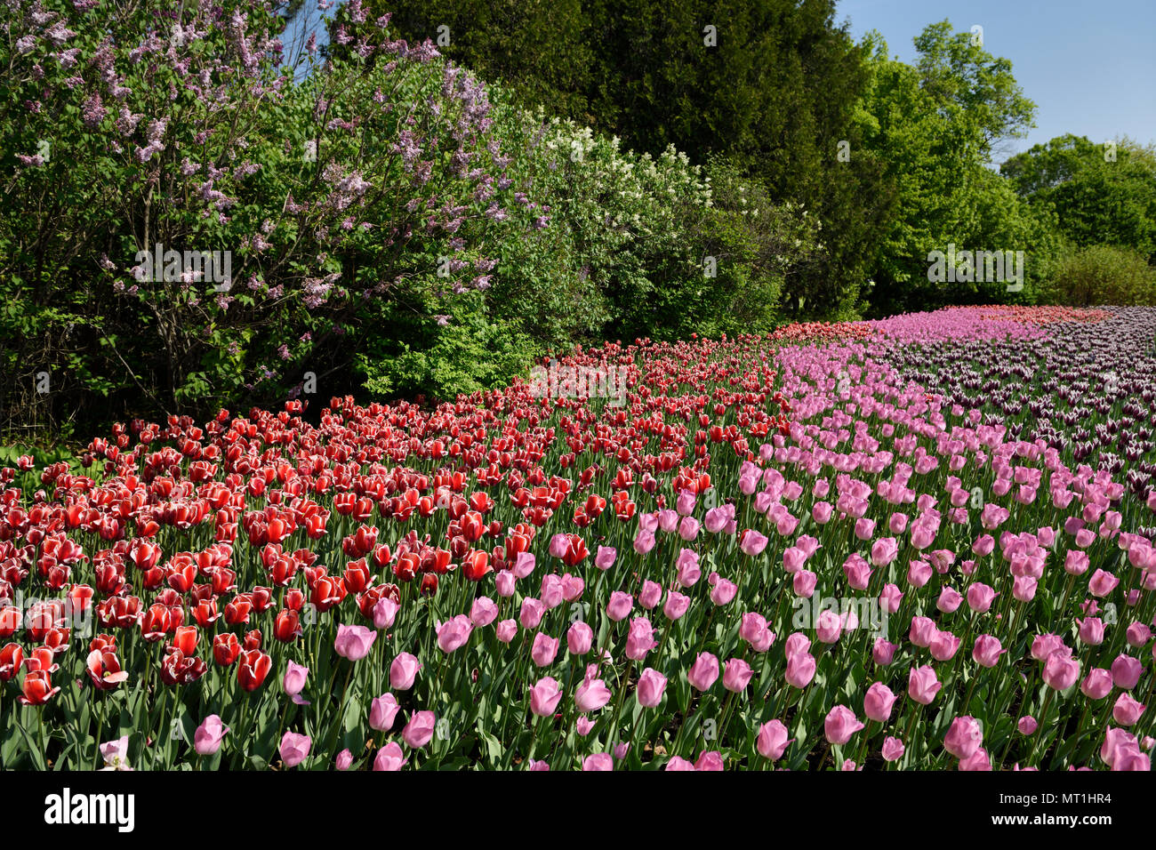 Pink Rosalie with red Kelly and purple Synaeda blue tulip flowers and lilacs at Commissioners Park Canadian Tulip Festival Ottawa Stock Photo