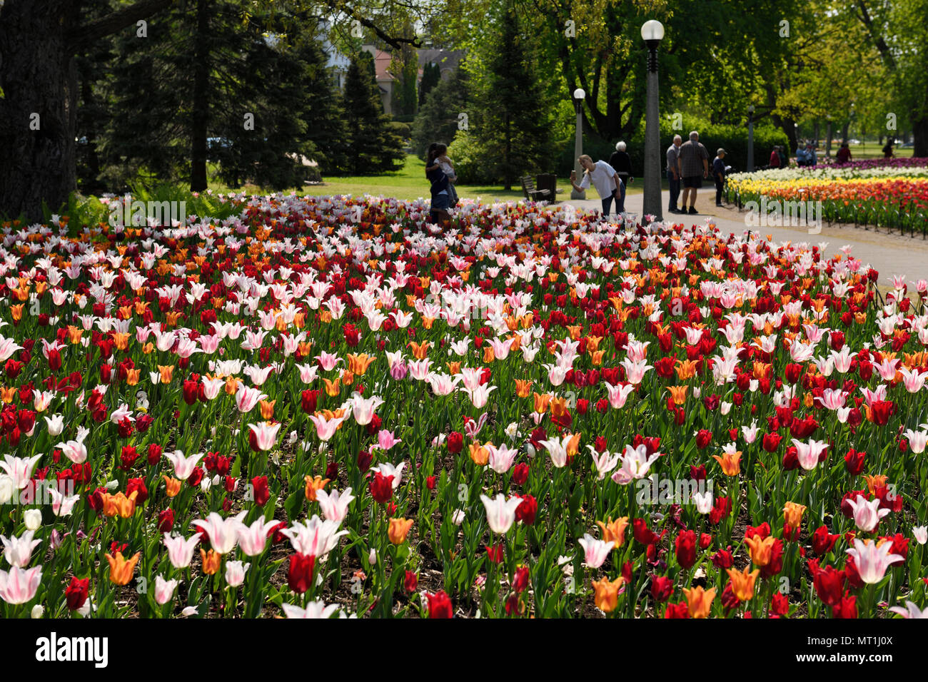 Visitors at Spring garden flower beds at Canadian Tulip Festival at Commissioners Park Dow's Lake Ottawa Canada Stock Photo