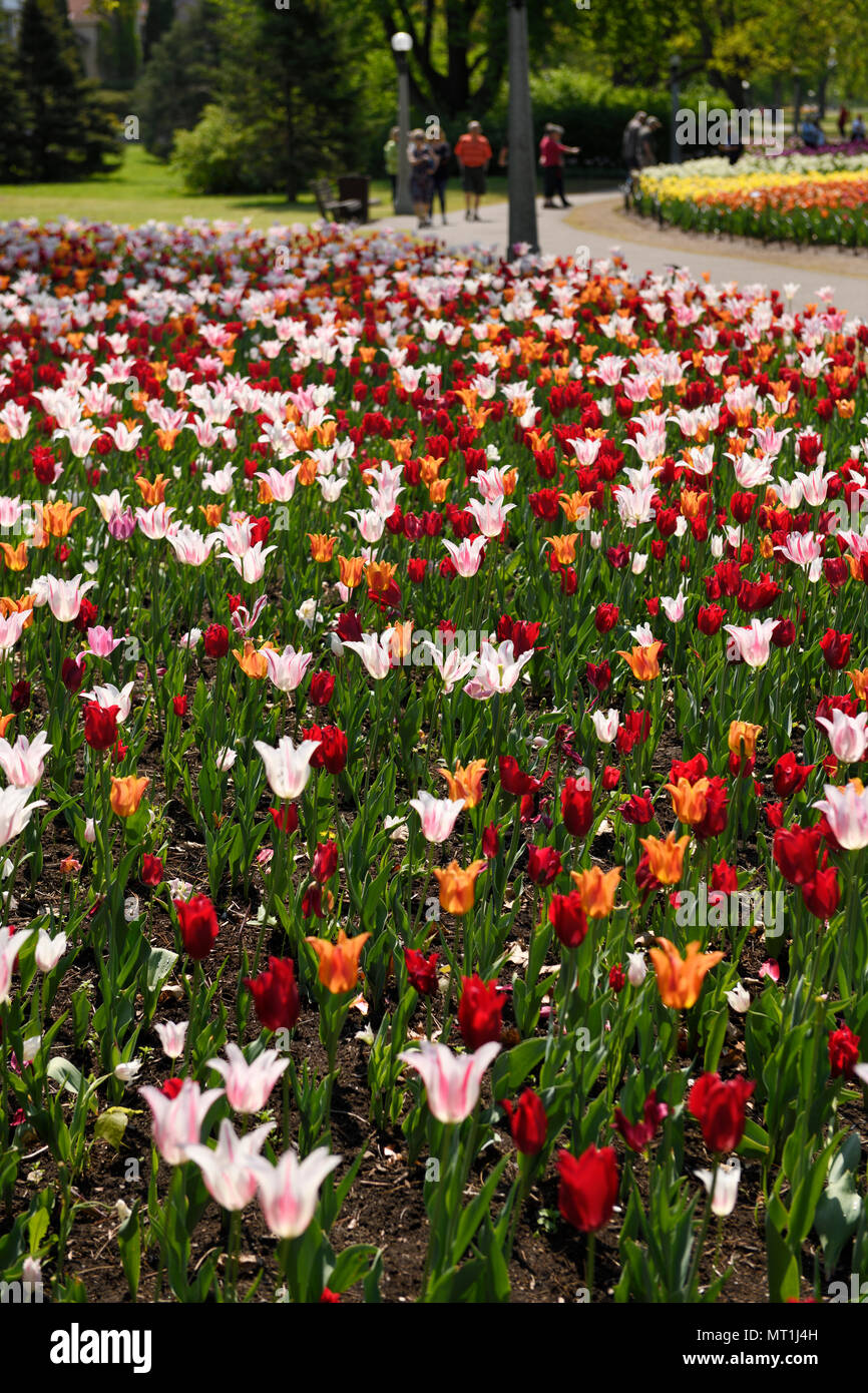 Red Pretty Woman and white striped Marilyn and orange Ballerina tulips at Canadian Tulip Festival Commissioners Park Ottawa Canada Stock Photo