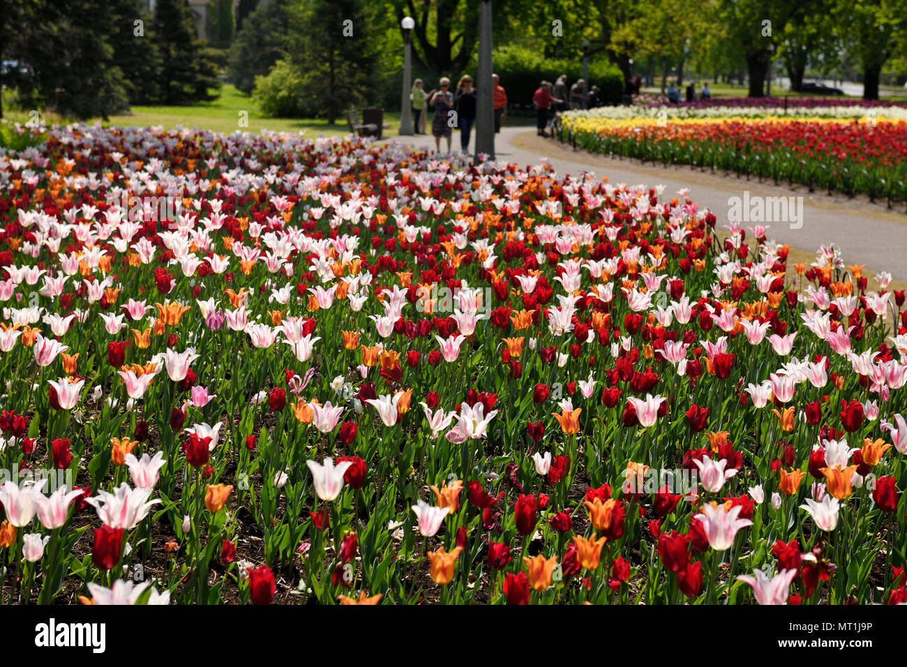 Red Pretty Woman and white striped Marilyn and orange Ballerina tulips at Commissioners Park Canadian Tulip Festival Ottawa Canada Stock Photo