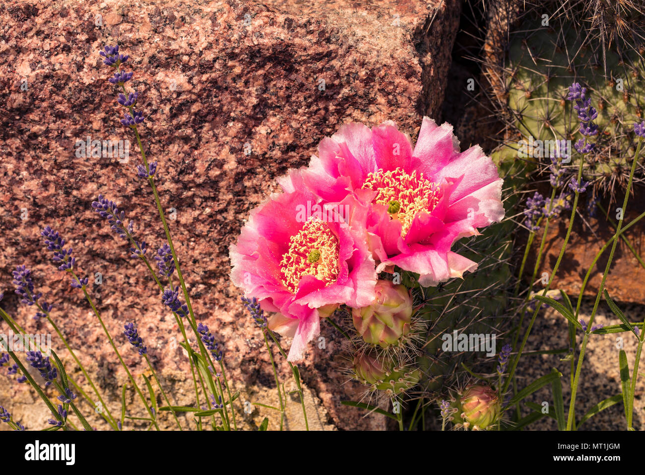 Opuntia phaeacantha blossomed in pink colors with lavender against a stone Stock Photo