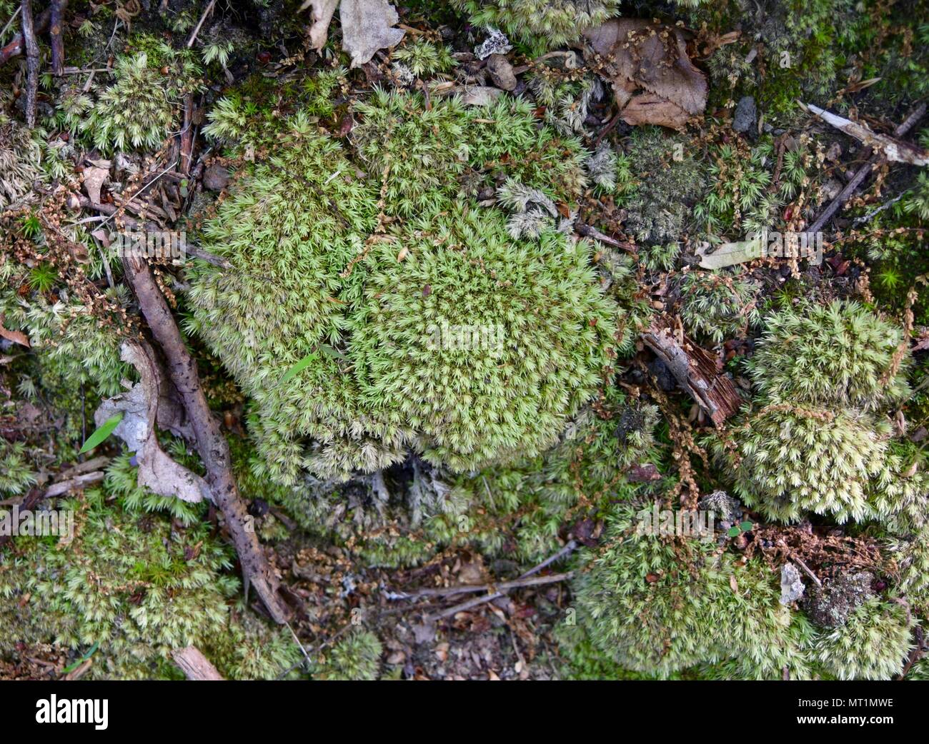 Windswept broom moss on a rocky hillside in Pennsylvania Stock Photo