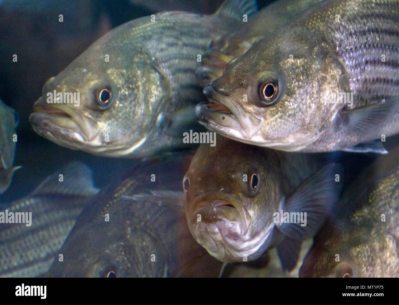 Close up of the wildly expressive faces of striped bass swimming