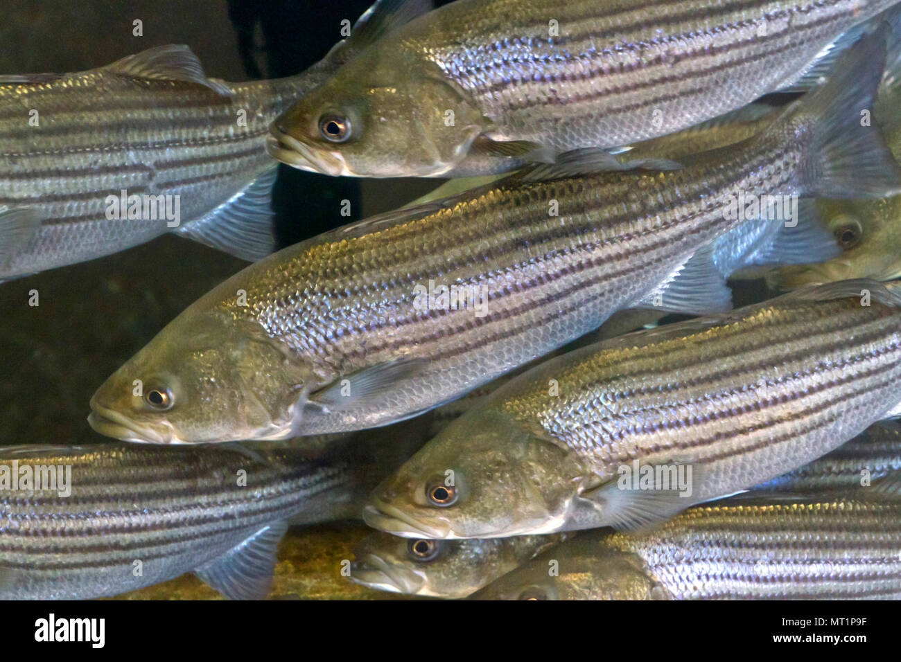 A crowded, underwater school of curious striped bass with shiny