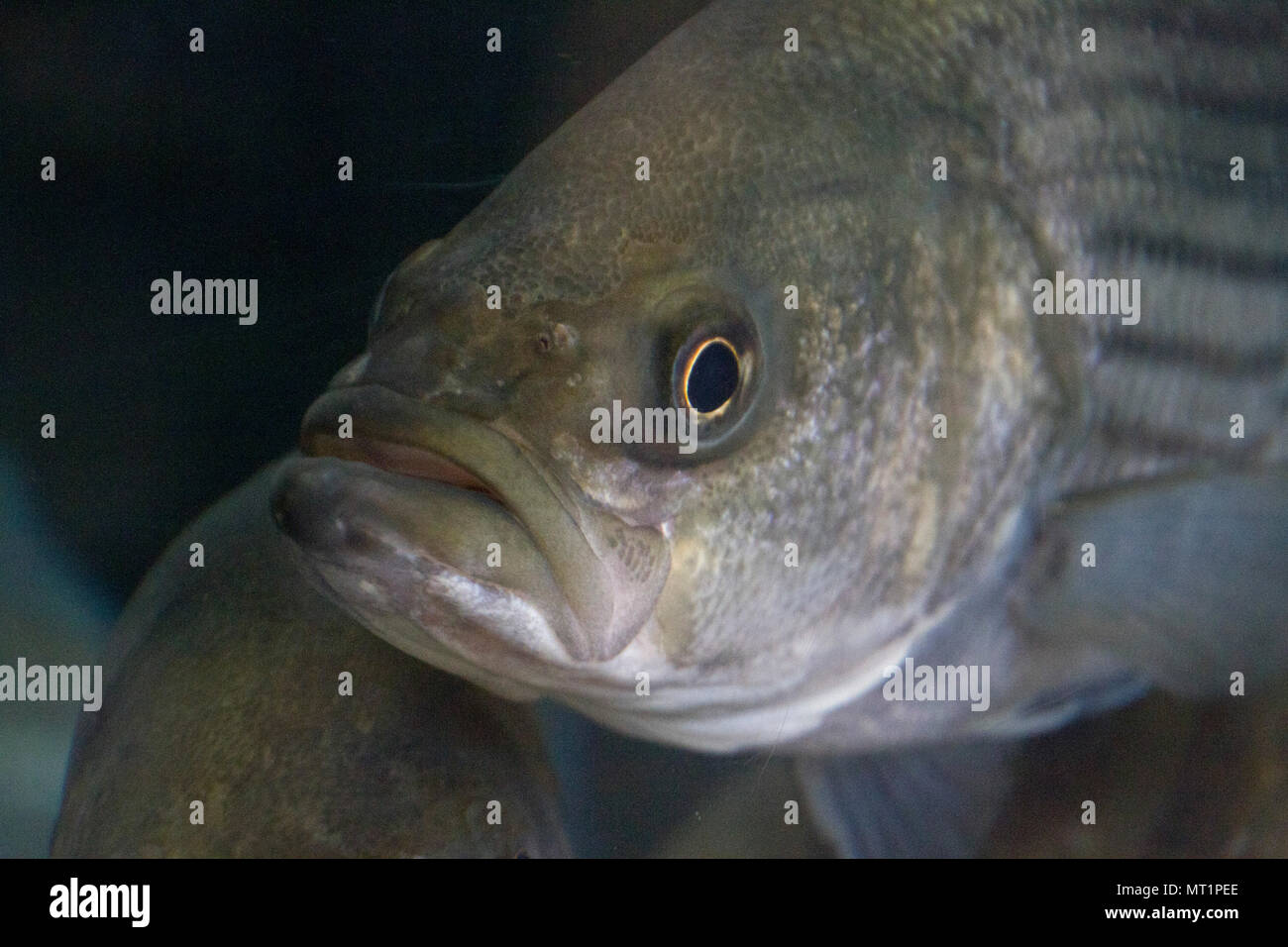 Close up of the grumpy looking face of a striped bass swimming