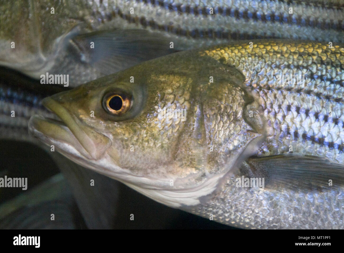 Close up of the face of a curious striped bass swimming past Stock Photo -  Alamy
