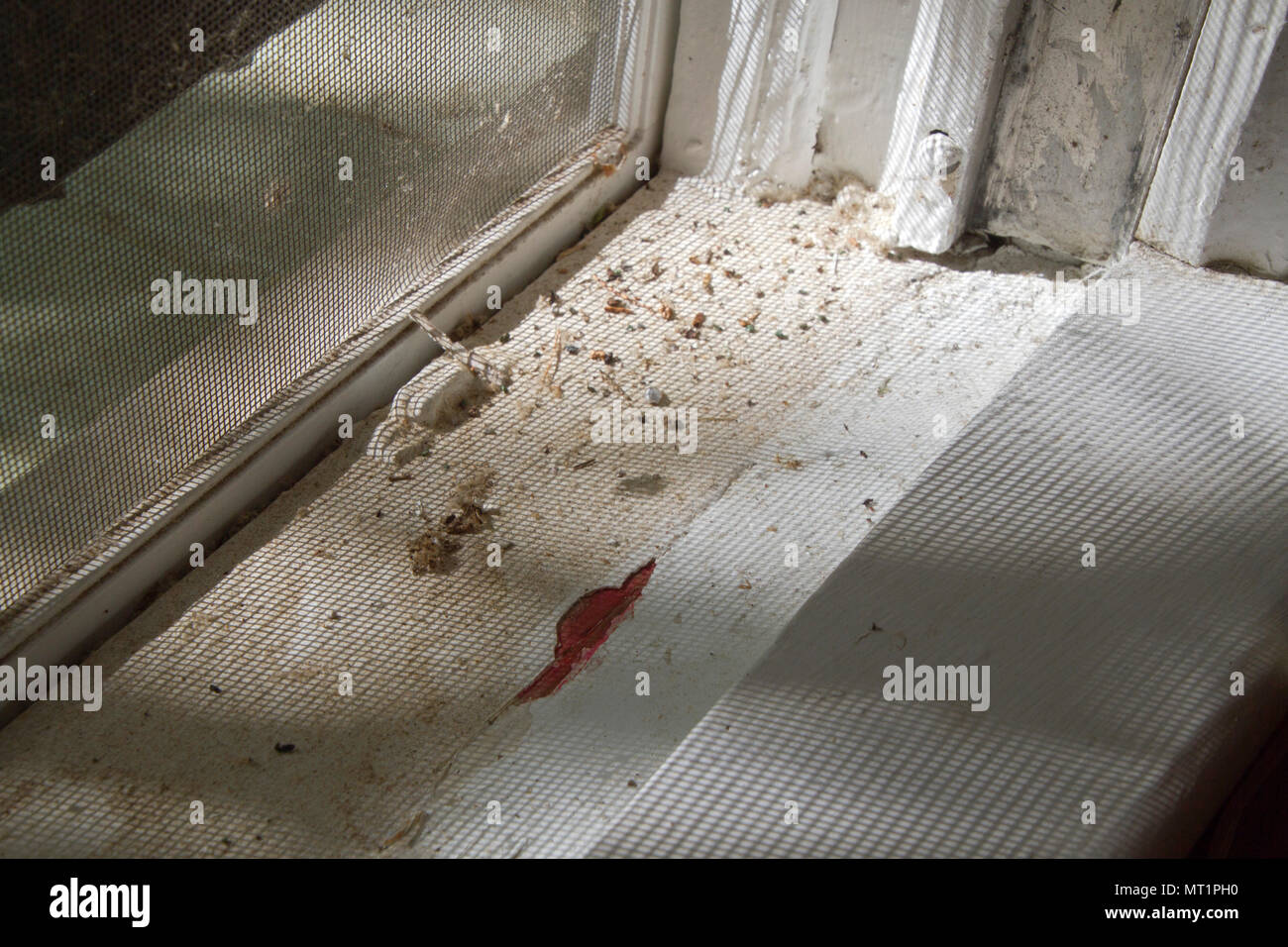A swab test for toxic lead paint turns red, testing positive on an old window frame Stock Photo