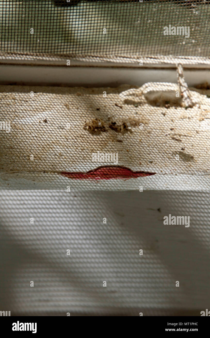 A swab test for toxic lead paint turns red, testing positive on an old window frame Stock Photo