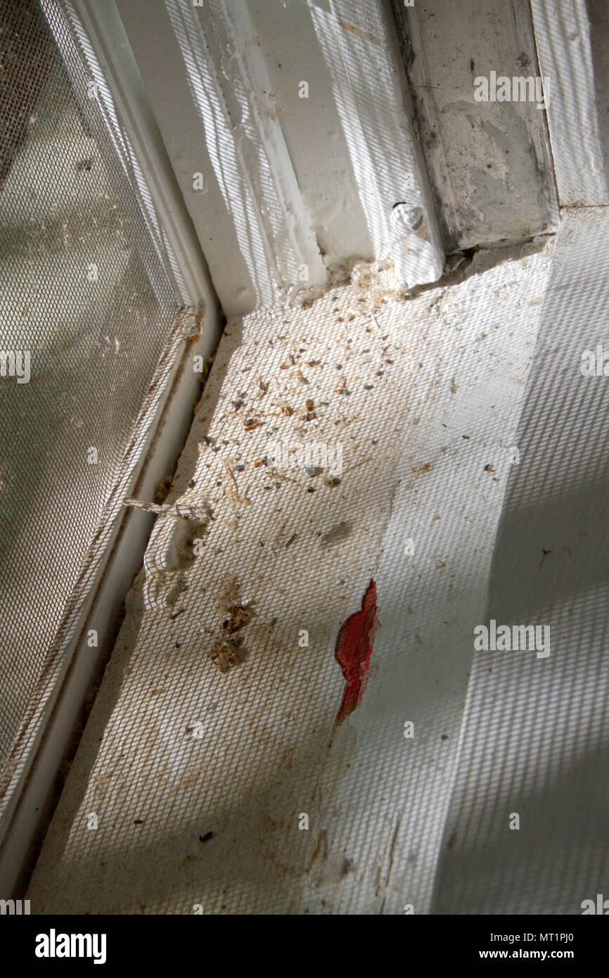 A swab test for toxic lead paint turns red, testing positive on an old window frame Stock Photo