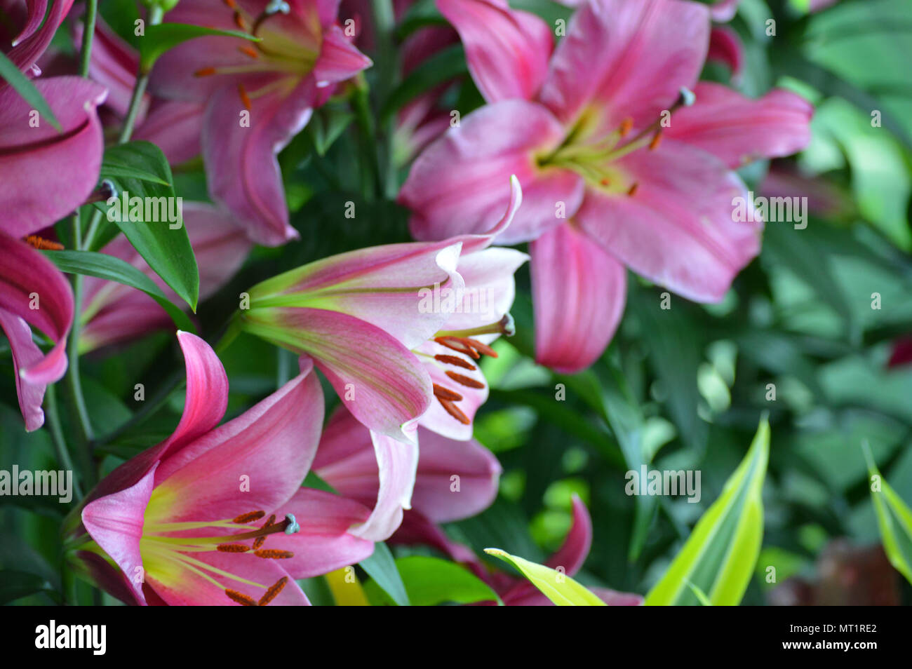 Lily flower blooming in the garden Stock Photo