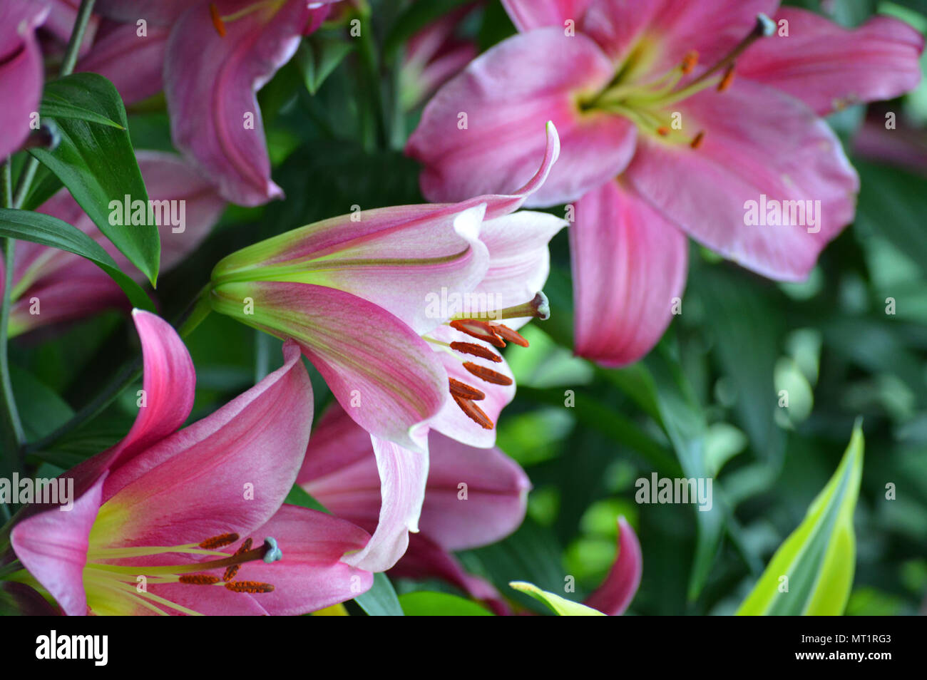 Lily flower blooming in the garden Stock Photo