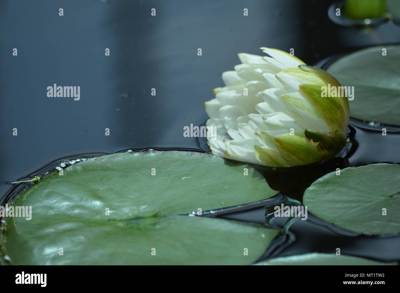 Water lily on the pond Stock Photo - Alamy