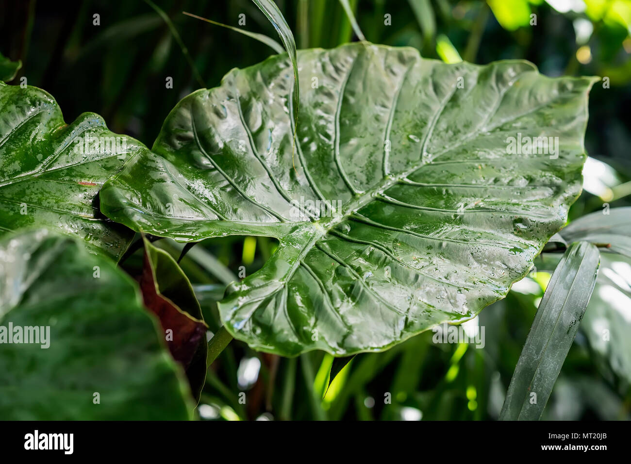 Jungle foliage leaf hi-res stock photography and images - Alamy