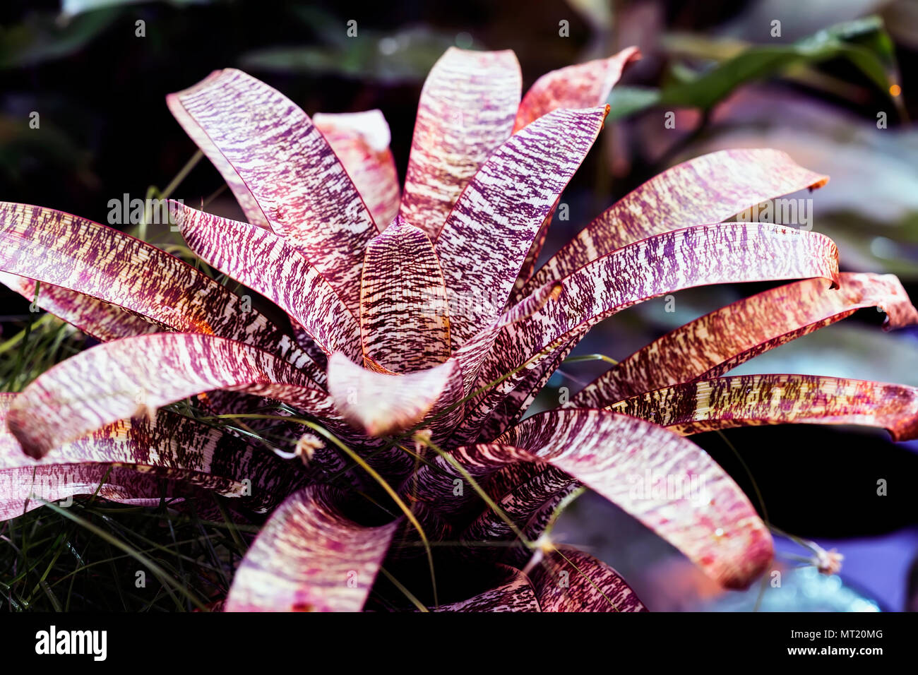 Colorfull yucca close-up, Rosette. Tropical decorativ plant foliage, Macro photo of leaf, natural pattern, exotic botanical background Stock Photo