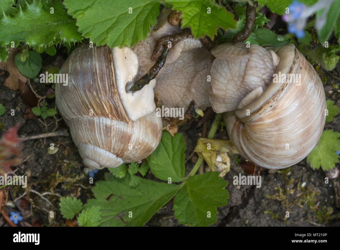 Mating snails hires stock photography and images Alamy