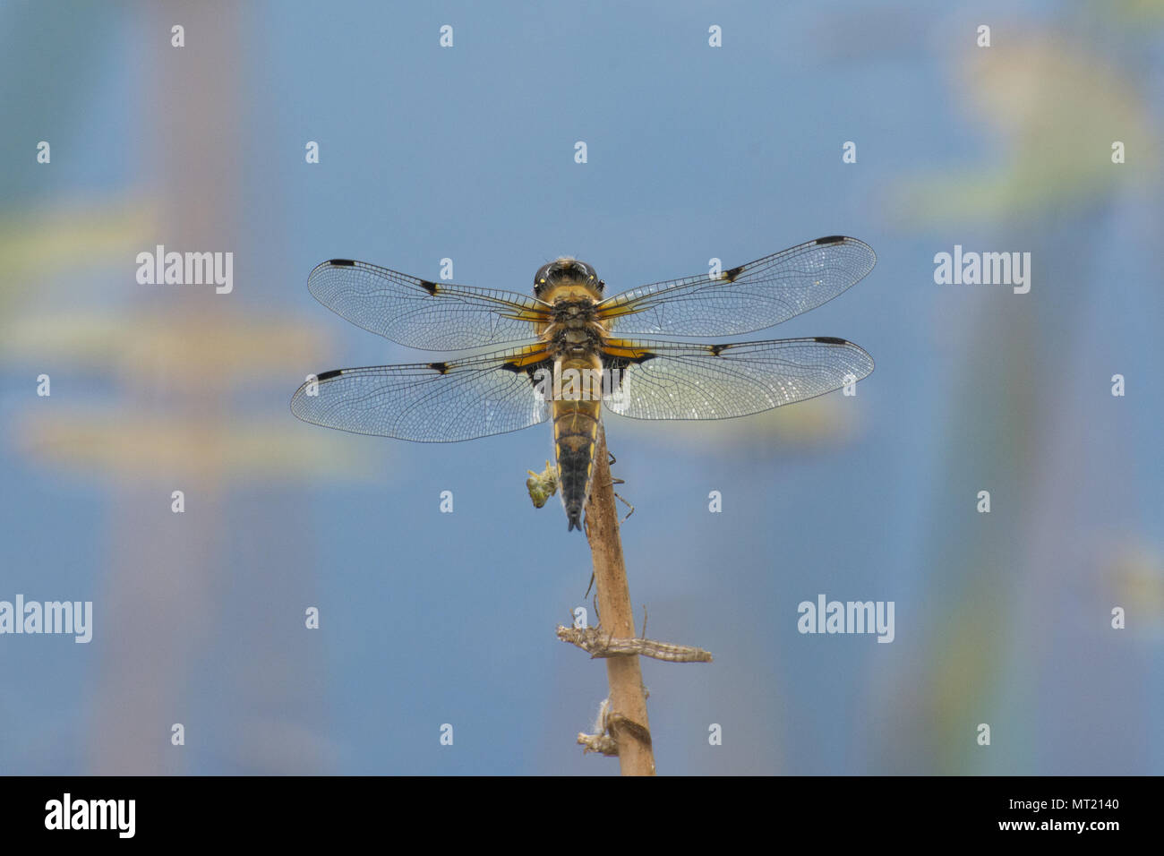 Four-spotted chaser dragonfly (Libellula quadrimaculata) perched over a pond, UK Stock Photo