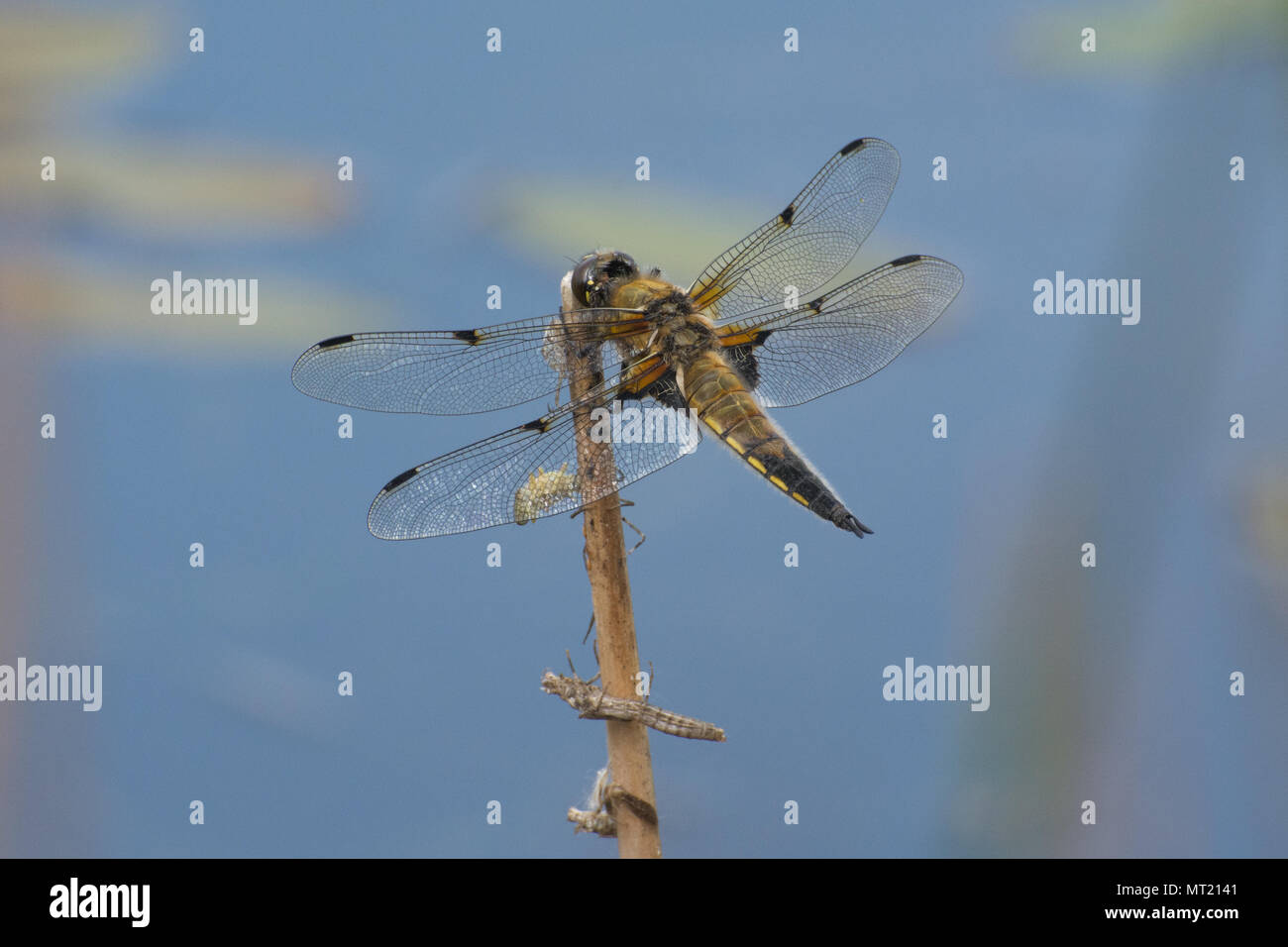 Four-spotted chaser dragonfly (Libellula quadrimaculata) perched over a pond in Hampshire, UK Stock Photo