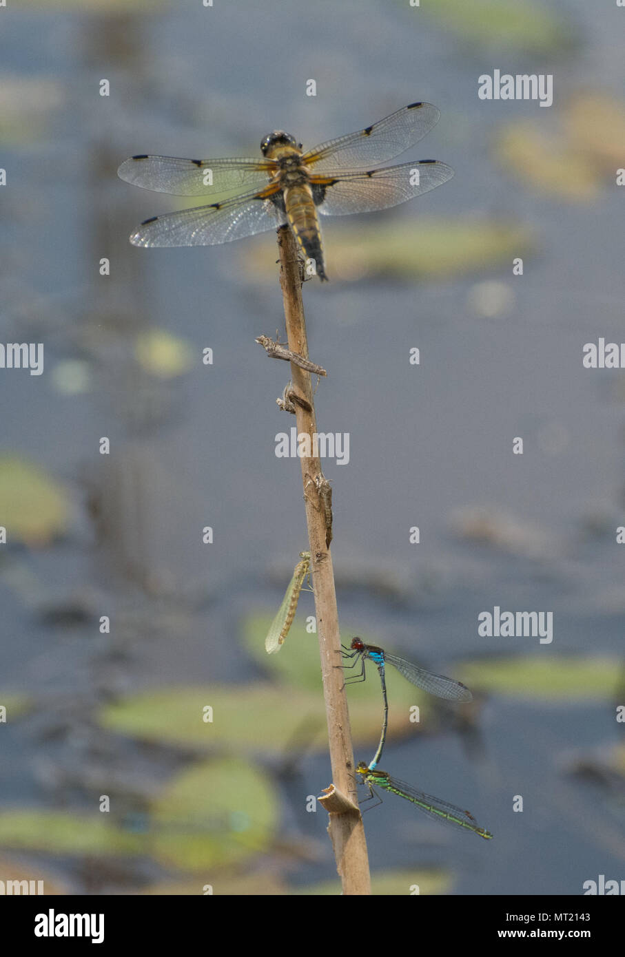 Variety of dragonfly