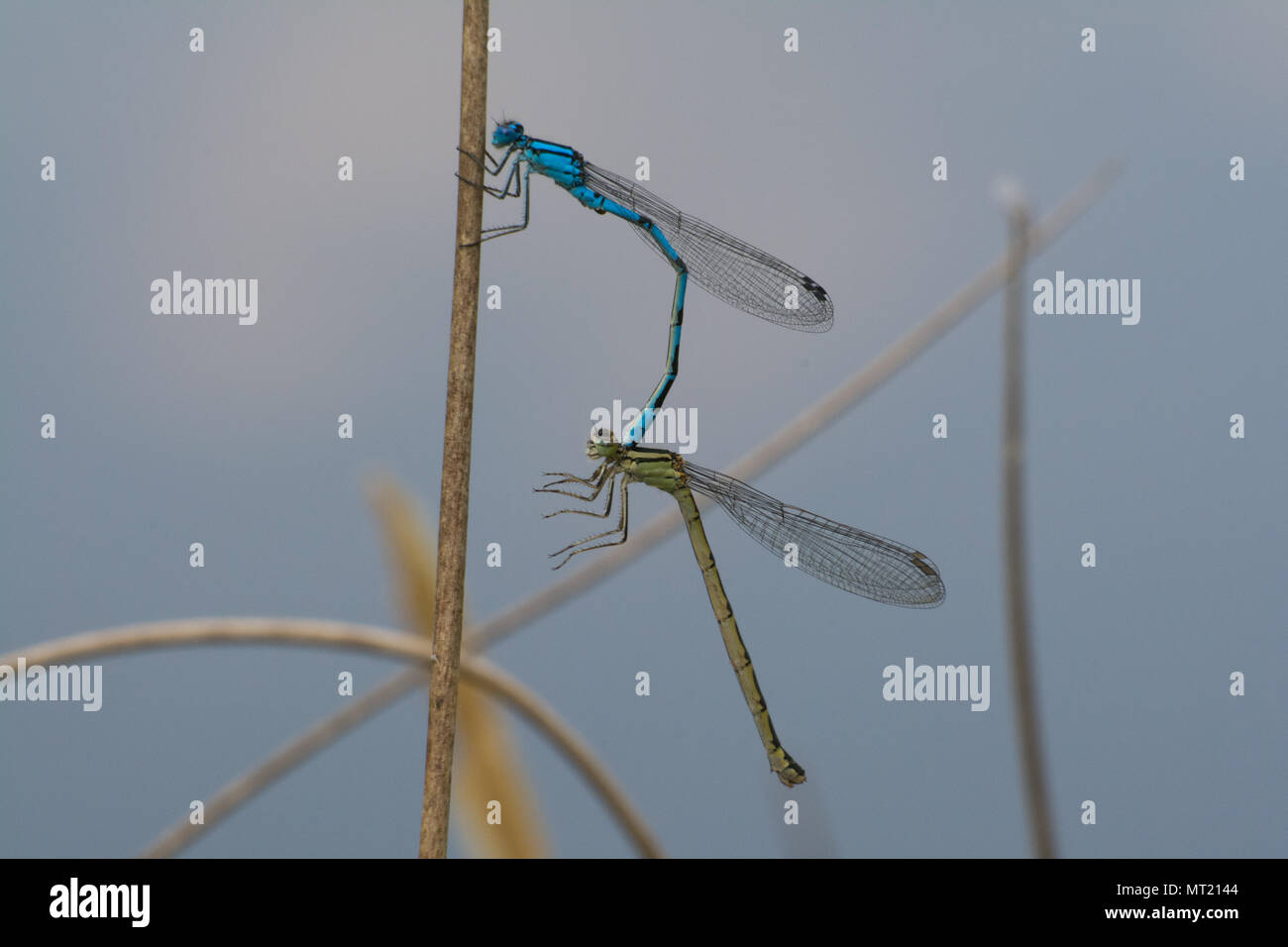Mating pair of common blue damselflies (Enallagma cyathigerum Stock ...