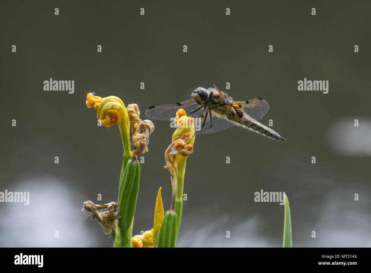 Four-spotted chaser dragonfly (Libellula quadrimaculata) perched on yellow flag irises at the edge of a pond, UK Stock Photo